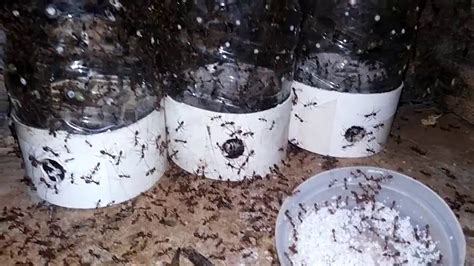 Cara Beternak Semut Rangrang Kroto secara Efektif